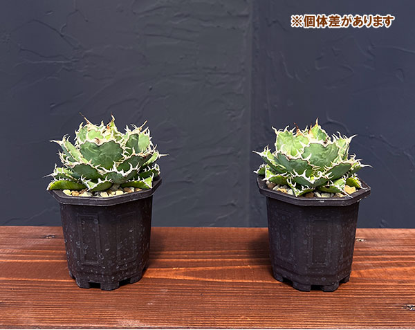 観葉植物 アガベ チタノタ フィリグリー 3号鉢植え : 園芸ネット