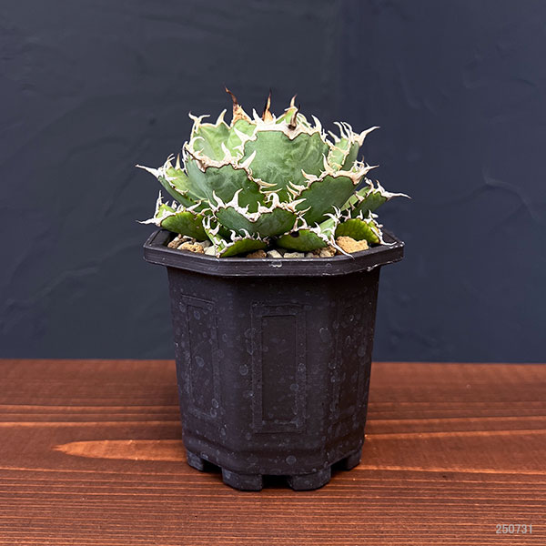 アガベ 鉢（観葉植物） | 花、ガーデニング のおすすめ人気商品