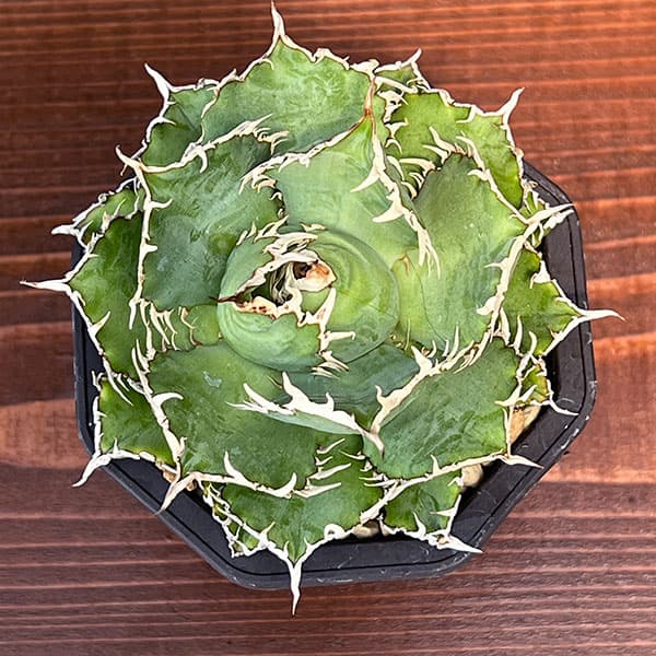 観葉植物 アガベ チタノタ フィリグリー 3号鉢植え : 園芸ネット