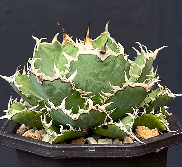 アガベのおすすめ人気商品一覧 通販 - Yahoo!ショッピング