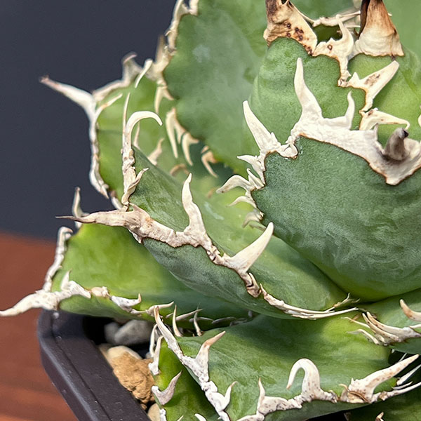 観葉植物 アガベ チタノタ フィリグリー 3号鉢植え : 園芸ネット