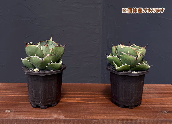 観葉植物 アガベ ジャガーノート 3号鉢植え : 園芸ネット - 通販