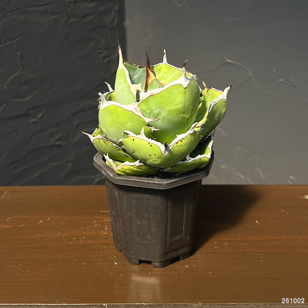 観葉植物 アガベ ジャガーノート 3号鉢植え : 園芸ネット - 通販