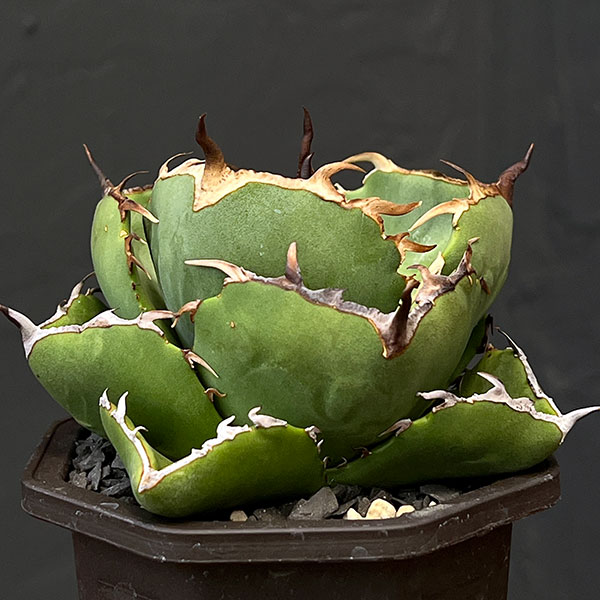 観葉植物 アガベ ジャガーノート 3号鉢植え : 園芸ネット - 通販
