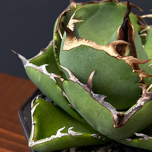 観葉植物 アガベ ジャガーノート 3号鉢植え : 園芸ネット - 通販