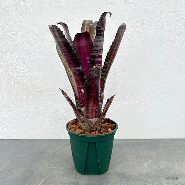 観葉植物 エクメア ロベルトメネスカル 4号鉢植え : 園芸ネット - 通販