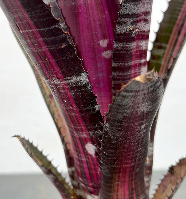 観葉植物 エクメア ロベルトメネスカル 4号鉢植え : 園芸ネット - 通販