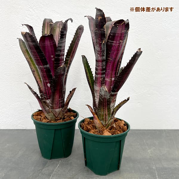 観葉植物 エクメア ロベルトメネスカル 4号鉢植え : 園芸ネット - 通販
