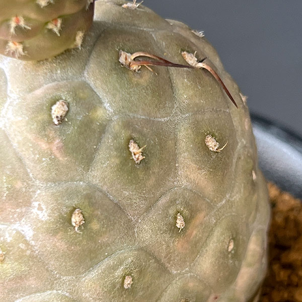 テフロカクタスのおすすめ人気商品一覧 通販 - Yahoo!ショッピング