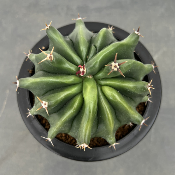 フェロカクタス（サボテン、多肉植物） | 花、ガーデニング のおすすめ