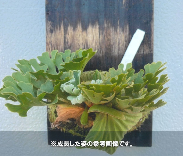 観葉植物 ビカクシダ(コウモリラン) リドレイ...の詳細画像1