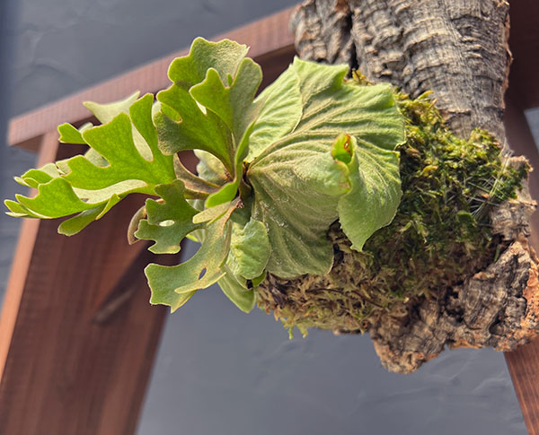 観葉植物 ビカクシダ（コウモリラン） リドレイドワーフシルバー