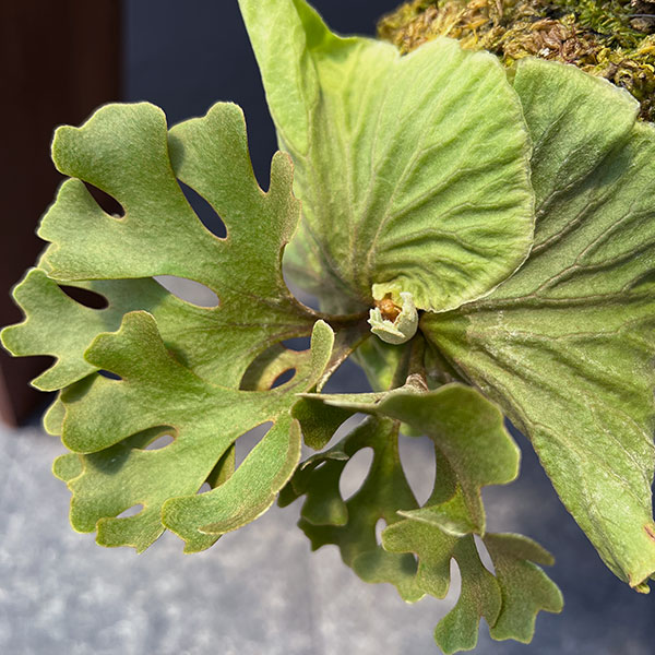 ビカクシダ 板付（観葉植物） | 花、ガーデニング のおすすめ