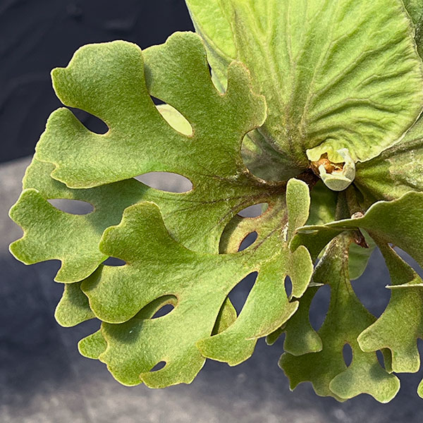観葉植物 ビカクシダ（コウモリラン） リドレイドワーフシルバー