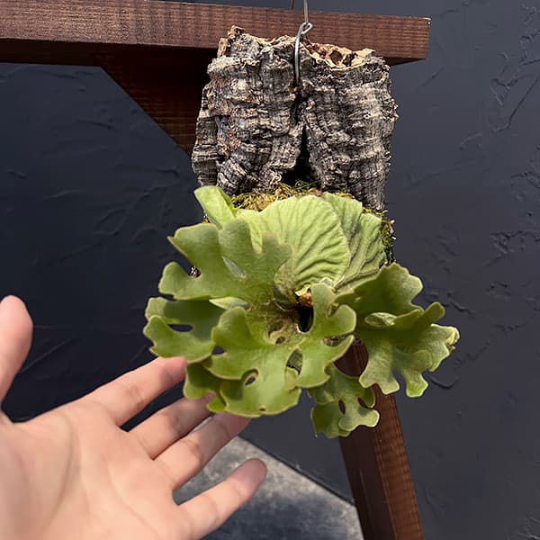 観葉植物 ビカクシダ（コウモリラン） リドレイドワーフシルバー