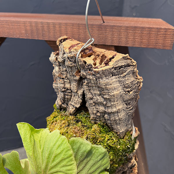 観葉植物 ビカクシダ（コウモリラン） リドレイドワーフシルバー