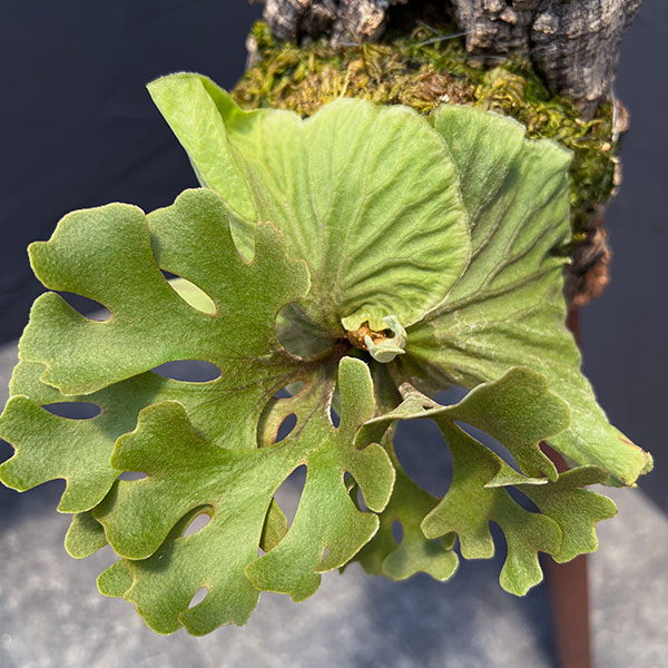 観葉植物 ビカクシダ（コウモリラン） リドレイドワーフシルバー