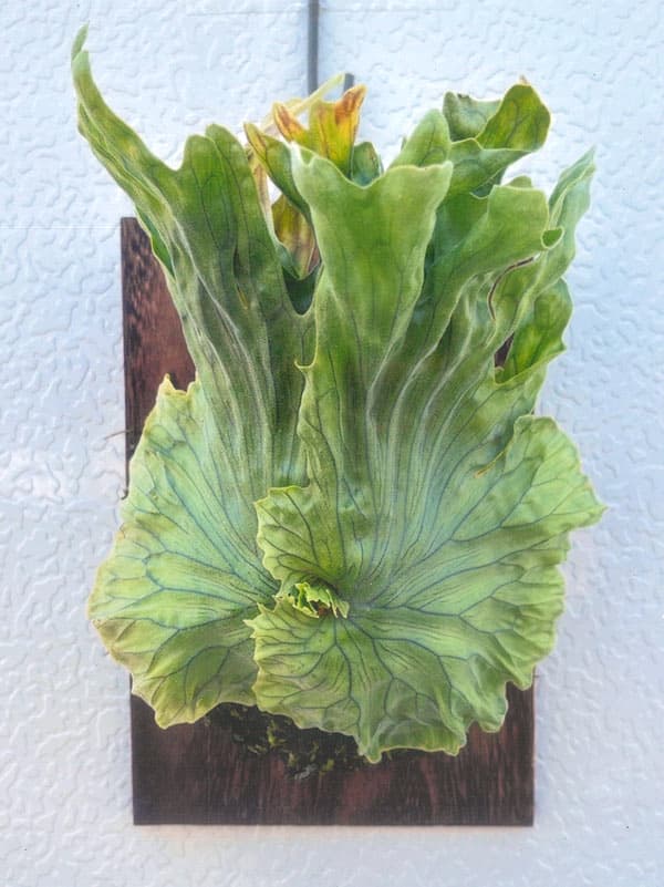 観葉植物 ビカクシダ（コウモリラン） ワンダエ ドワーフ 2.5号ポット