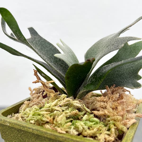 ビカクシダ ウィリンキー（観葉植物） | 花、ガーデニング の