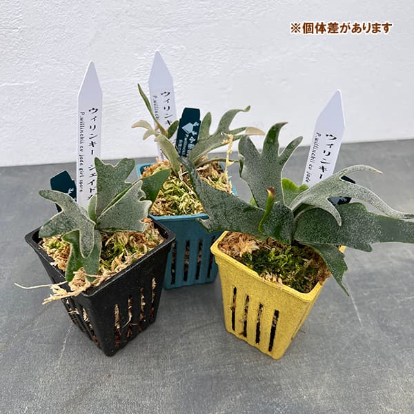 ビカクシダ ウィリンキー（観葉植物） | 花、ガーデニング の