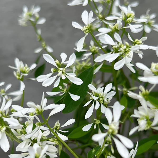 花 ユーフォルビア（花の苗）｜苗 | 花、ガーデニング の