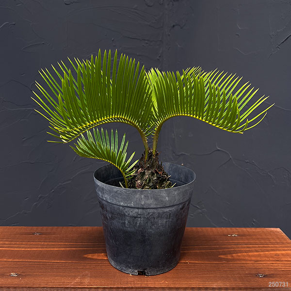 蘇鉄 約30cm 蘇鉄園芸のおすすめ人気商品一覧 通販 - Yahoo!ショッピング