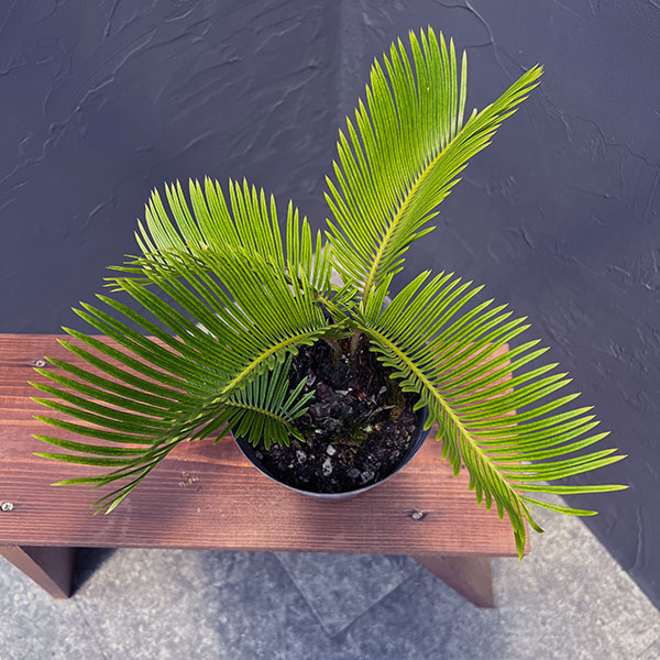 観葉植物 ソテツ 黄金ソテツ 5号25-02 ザ・ファームセレクト : 園芸