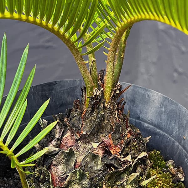 ソテツのおすすめ人気商品一覧 通販 - Yahoo!ショッピング