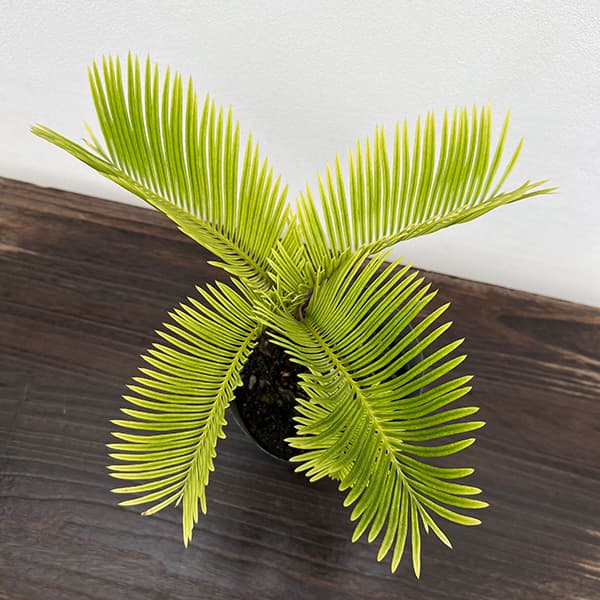 蘇鉄園芸のおすすめ人気商品一覧 通販 - Yahoo!ショッピング