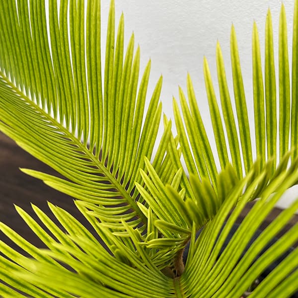 でめきんさん専用　ソテツ Yahoo!オークション -「ソテツ」(その他) (観葉植物)の落札相場