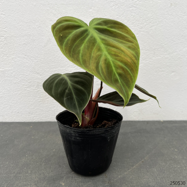 観葉植物 フィロデンドロン エルチョコレッド ...の詳細画像1