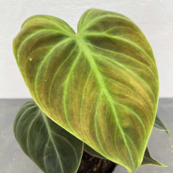 観葉植物 フィロデンドロン エルチョコレッド ...の詳細画像2