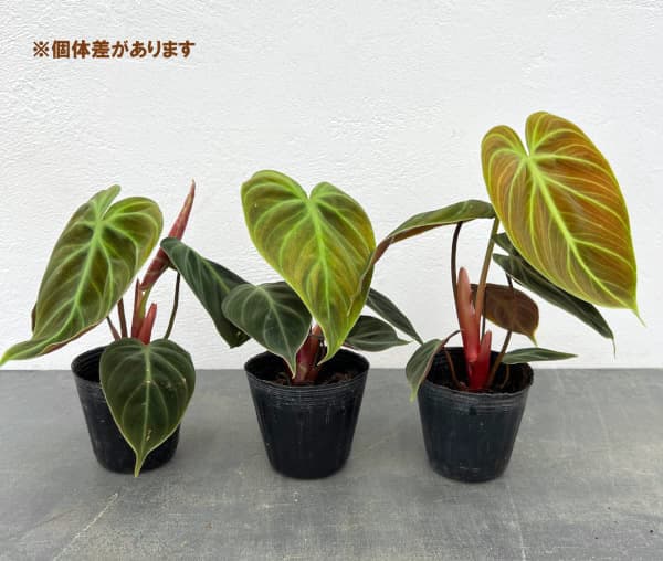 観葉植物 フィロデンドロン エルチョコレッド ...の詳細画像3