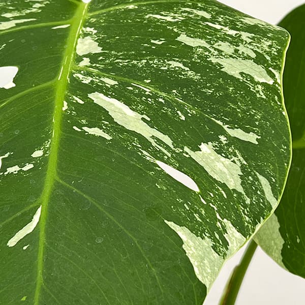 モンステラ ホワイトタイガー（花、ガーデニング）のおすすめ人気商品