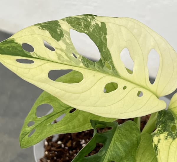 マドカズラ 斑入り（観葉植物） | 花、ガーデニング の商品一覧 通販