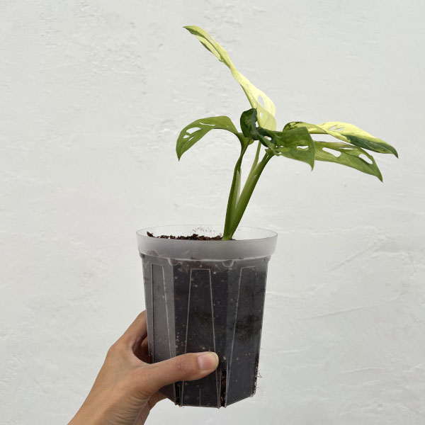 観葉植物 棚卸セール マドカズラ 斑入り 3号25-05 : 園芸ネット - 通販