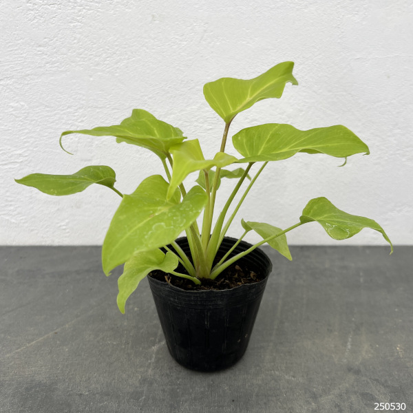 フィロデンドロン ザナドゥ（観葉植物） | 花、ガーデニング の