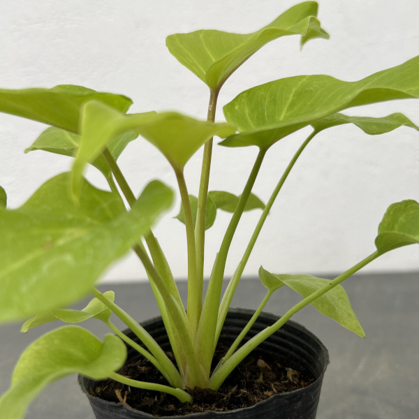 フィロデンドロン ザナドゥ（観葉植物） | 花、ガーデニング の