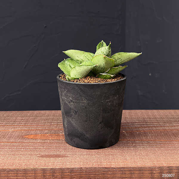 観葉植物 サンセベリア マーディ 2.5号鉢植えの詳細画像1