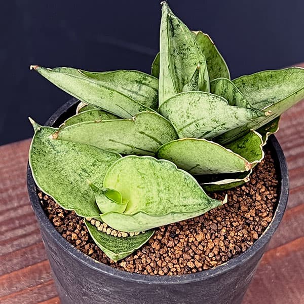 観葉植物 サンセベリア マーディ 2.5号鉢植えの詳細画像3