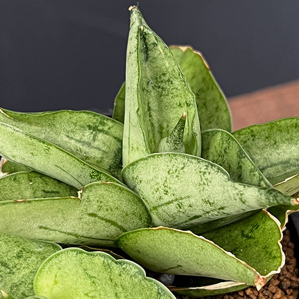 観葉植物 サンセベリア マーディ 2.5号鉢植えの詳細画像4