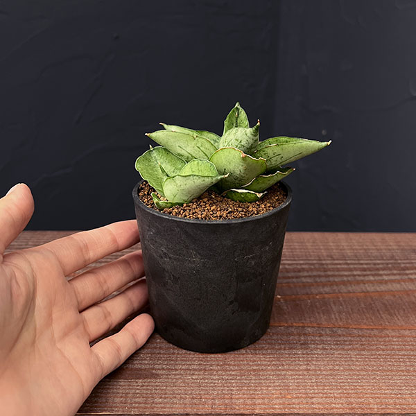 観葉植物 サンセベリア マーディ 2.5号鉢植えの詳細画像5