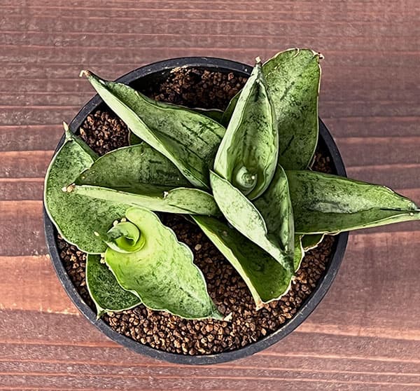 観葉植物 サンセベリア マーディ 2.5号鉢植えの詳細画像2