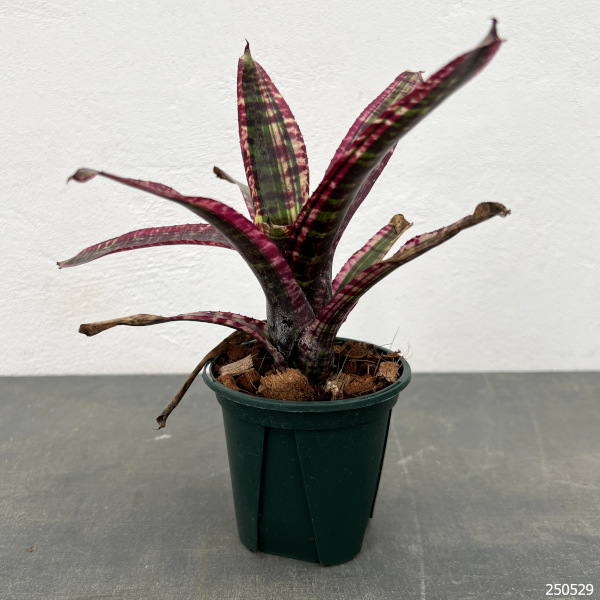 園芸ネット - アナナス類・ブロメリア｜Yahoo!ショッピング