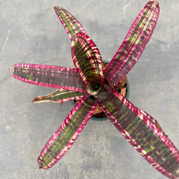 観葉植物 ネオレゲリア ルシフェル(ルシファー...の詳細画像2