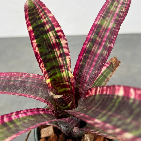 観葉植物 ネオレゲリア ルシフェル(ルシファー...の詳細画像3