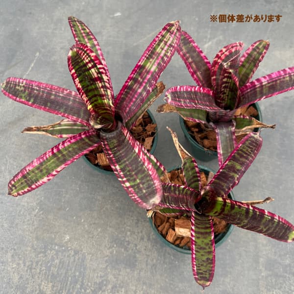 観葉植物 ネオレゲリア ルシフェル(ルシファー...の詳細画像4