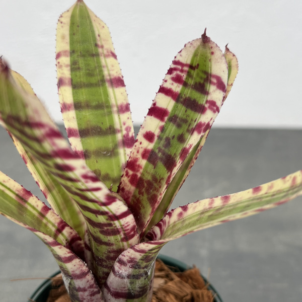 観葉植物/ネオレゲリア：ワイルドラビット 3号