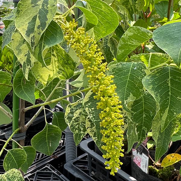 ナンキンハゼ 苗木（苗木、植木） | 花、ガーデニング のおすすめ人気