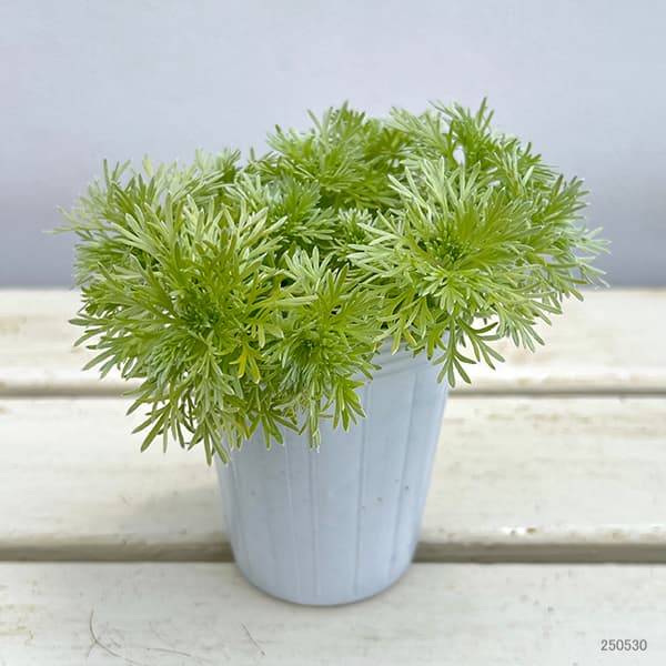 オルレア 苗（苗） | 花、ガーデニング の商品一覧 通販 - Yahoo